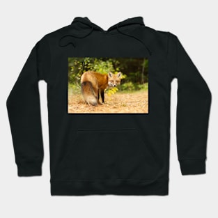 Red Fox, Algonquin Park Hoodie